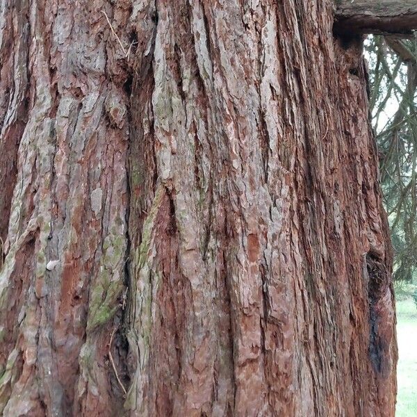 Giant sequoia (Sequoiadendron giganteum)
