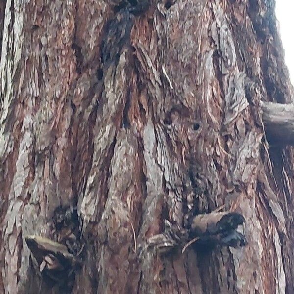 Giant sequoia (Sequoiadendron giganteum)