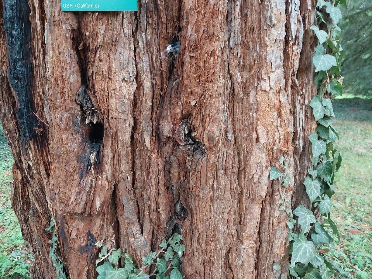 Giant sequoia (Sequoiadendron giganteum)