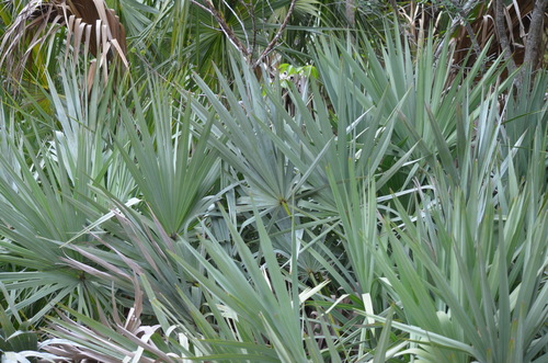 Saw palmetto (Serenoa repens)