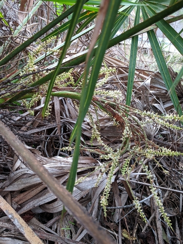 Saw palmetto (Serenoa repens)