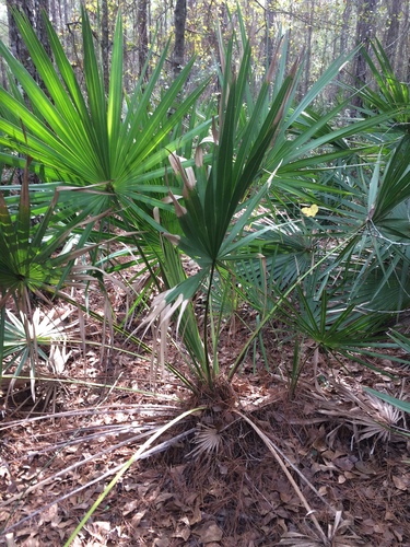 Saw palmetto (Serenoa repens)