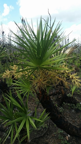 Saw palmetto (Serenoa repens)