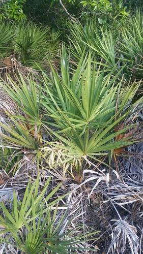Saw palmetto (Serenoa repens)