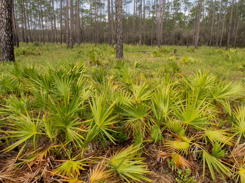 Saw palmetto (Serenoa repens)