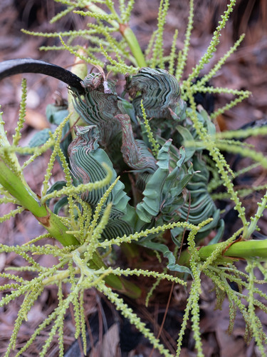 Saw palmetto (Serenoa repens)