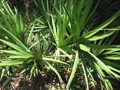 Saw palmetto (Serenoa repens)