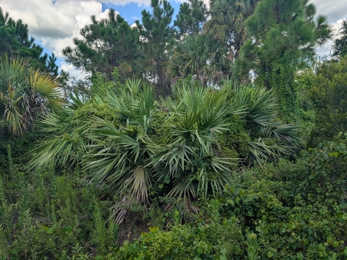 Saw palmetto (Serenoa repens)