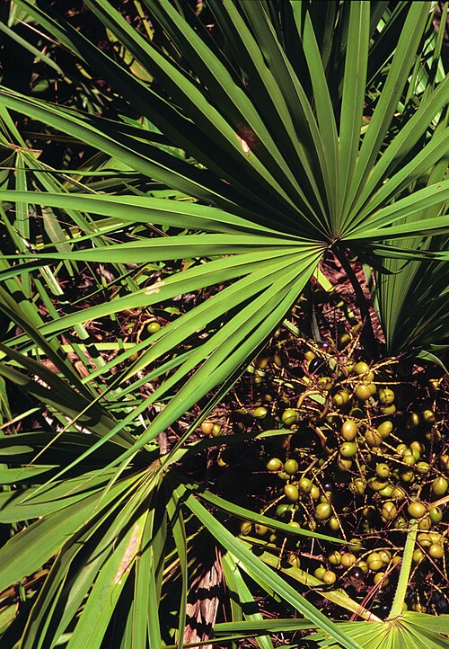 Saw palmetto: Serenoa repens foliage and fruit. Photo from Forest Plants of the Southeast and Their Wildlife Uses by J.H. Miller and K.V. Miller, published by The University