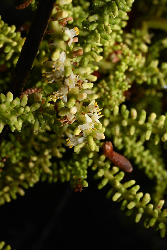 Saw palmetto (Serenoa repens)