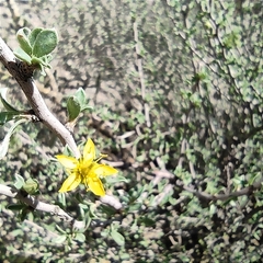 Sericodes greggii (Sericodes greggii)