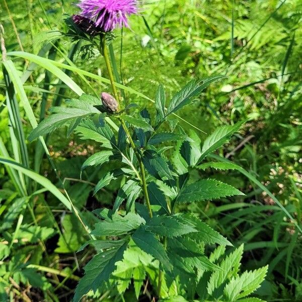 Serratula coronata (Serratula coronata)
