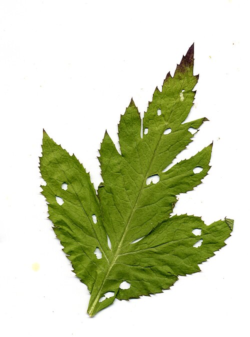 Serratula coronata: Лист серпухи венценосной, повреждённый листоедом Cassida vibex