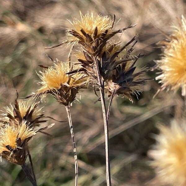 Saw-wort (Serratula tinctoria)