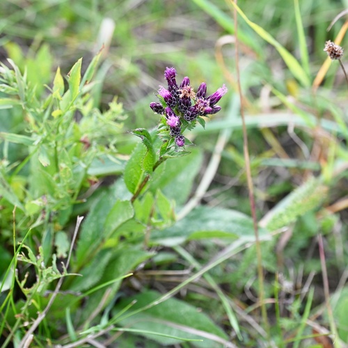 Saw-wort (Serratula tinctoria)