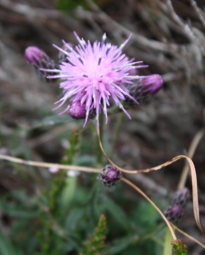 Saw-wort (Serratula tinctoria)
