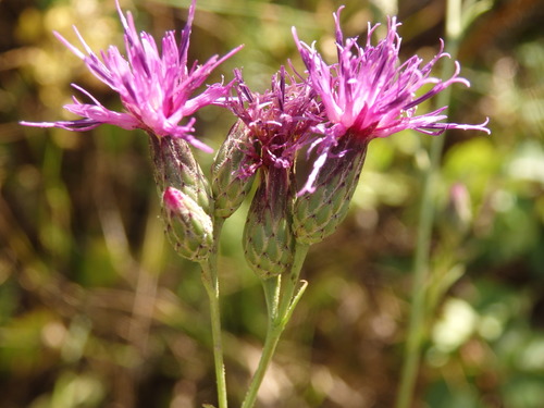 Saw-wort (Serratula tinctoria)