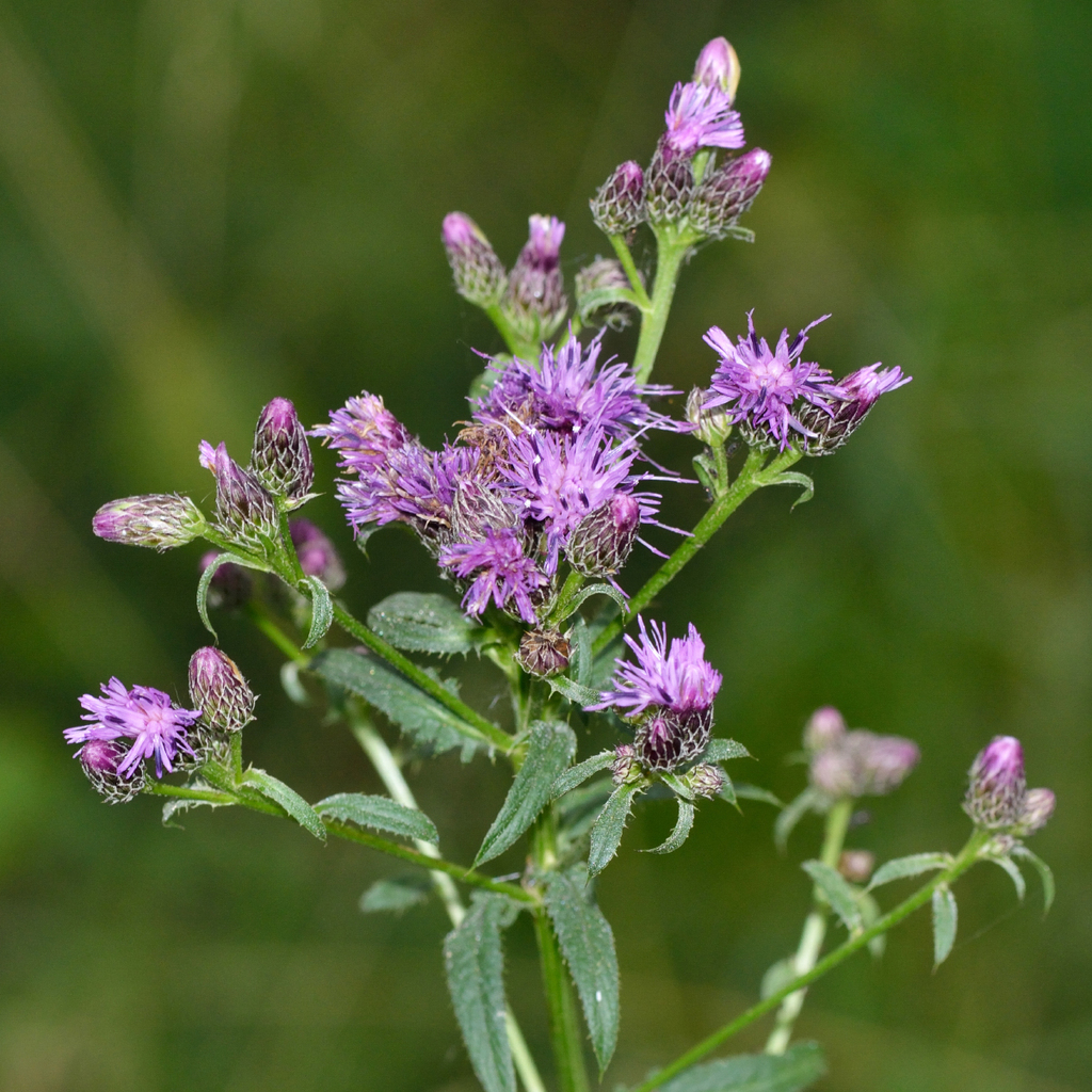 Saw-wort (Serratula tinctoria)