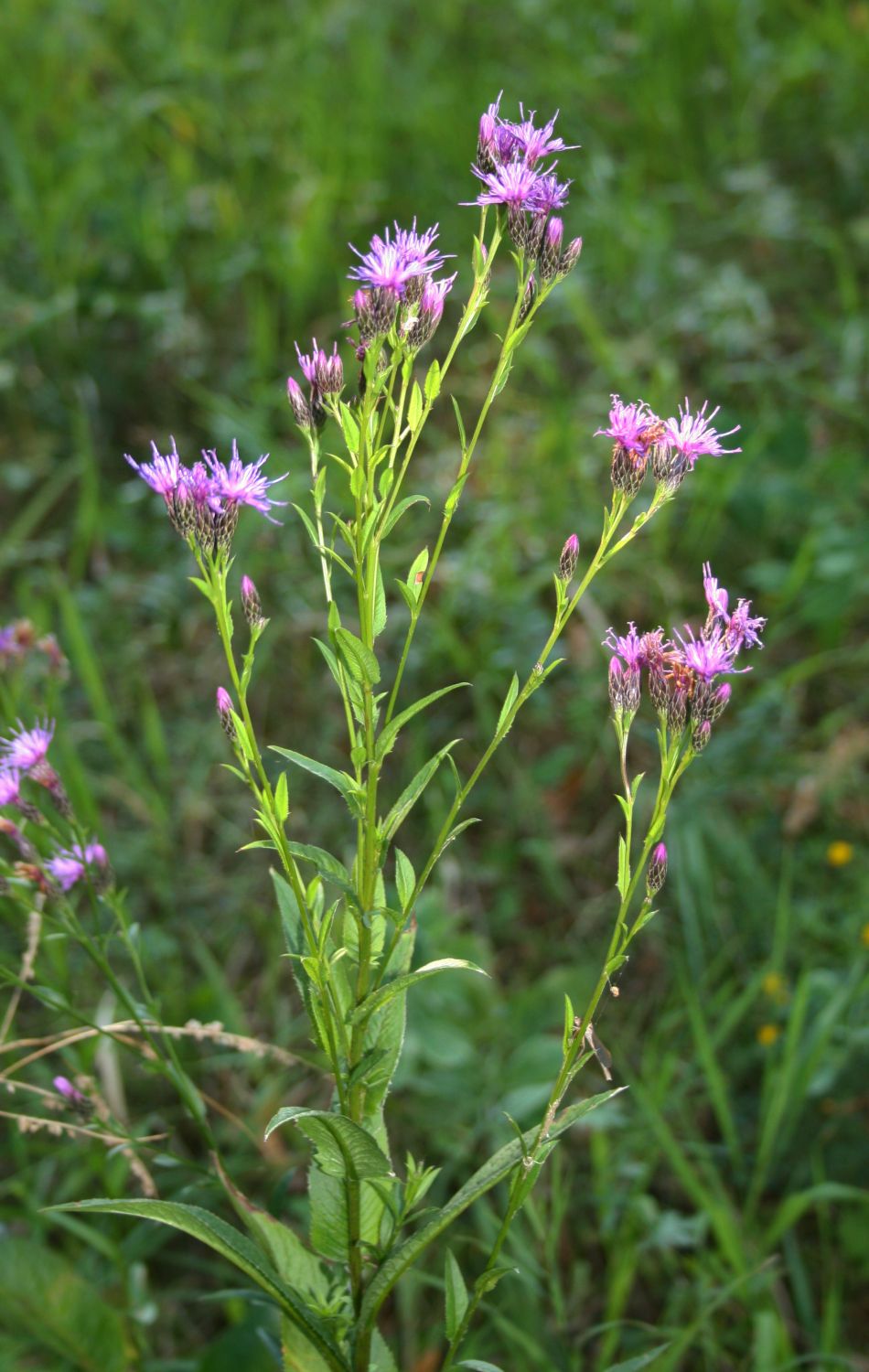 Saw-wort: Gewöhnliche Färberscharte ( Serratula tinctoria subsp. tinctoria ), Korbblütler (Asteraceae) - Österreich/Austria/Autriche: Niederösterreich, Alpenostrand, Glas