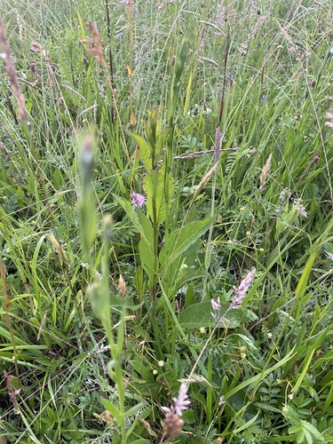 Saw-wort (Serratula tinctoria)