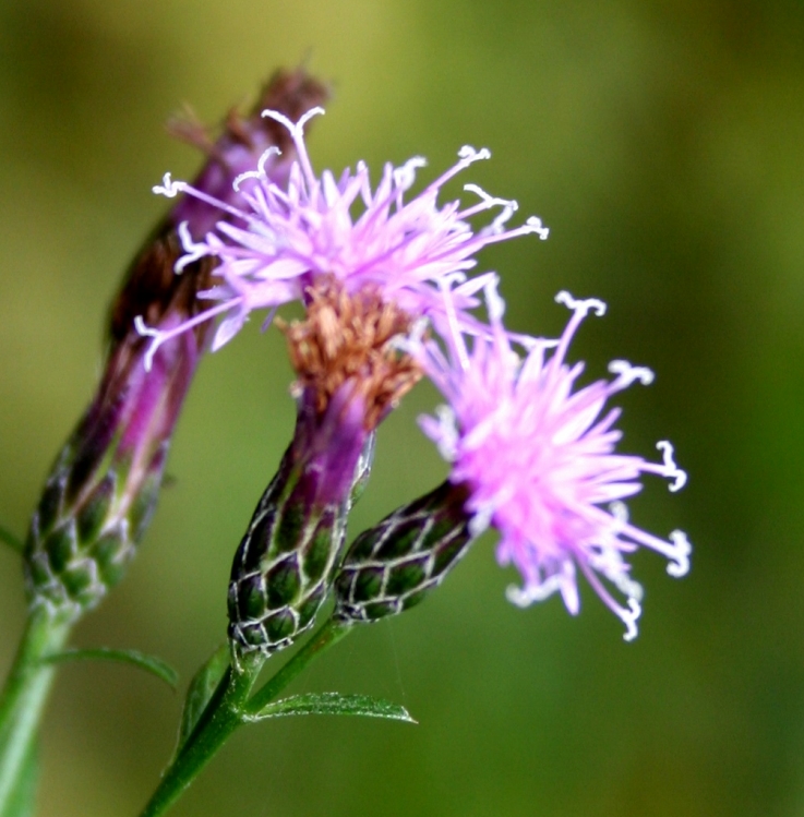 Saw-wort: Serratula_tinctoria subsp monticola