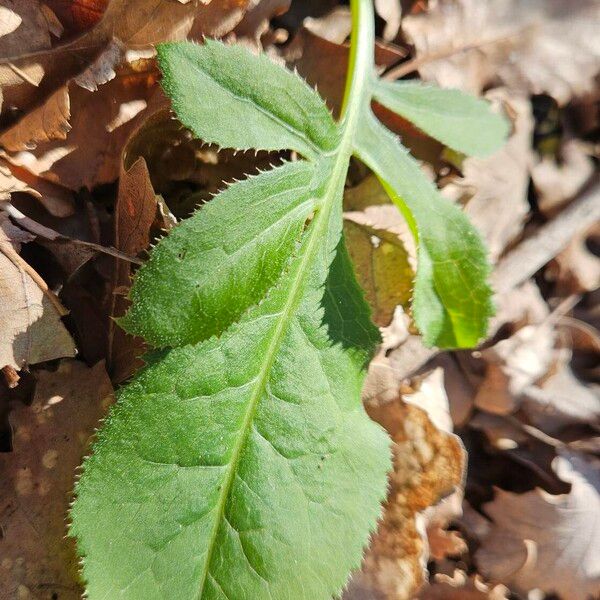 Saw-wort (Serratula tinctoria)