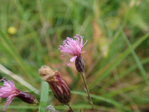 Saw-wort (Serratula tinctoria)