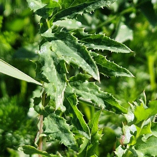 Saw-wort (Serratula tinctoria)
