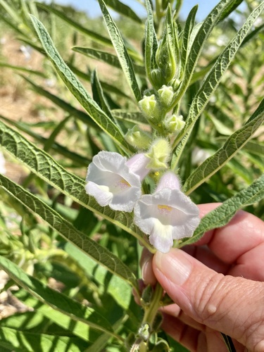 Sesame (Sesamum indicum)