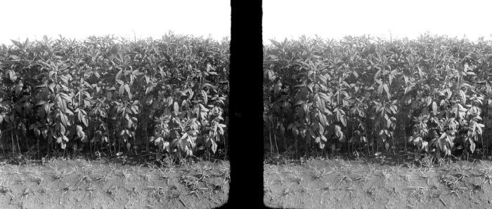 Sesame: Negatief. Sesamgewassen (sesamum indicum) van 106 dagen oud in bloei en veertien dagen later oogstbaar
