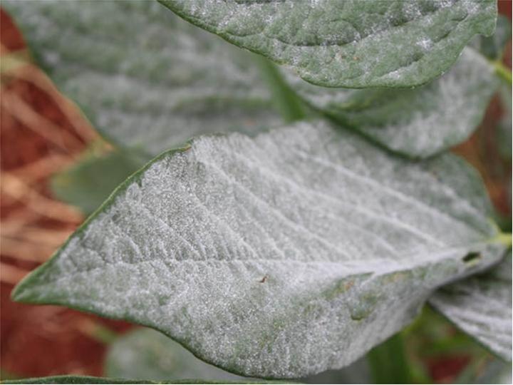 Sesame: Host symptoms on Sesamum orientale (Sesame).