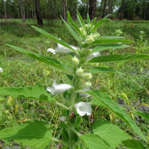 Sesame (Sesamum indicum)