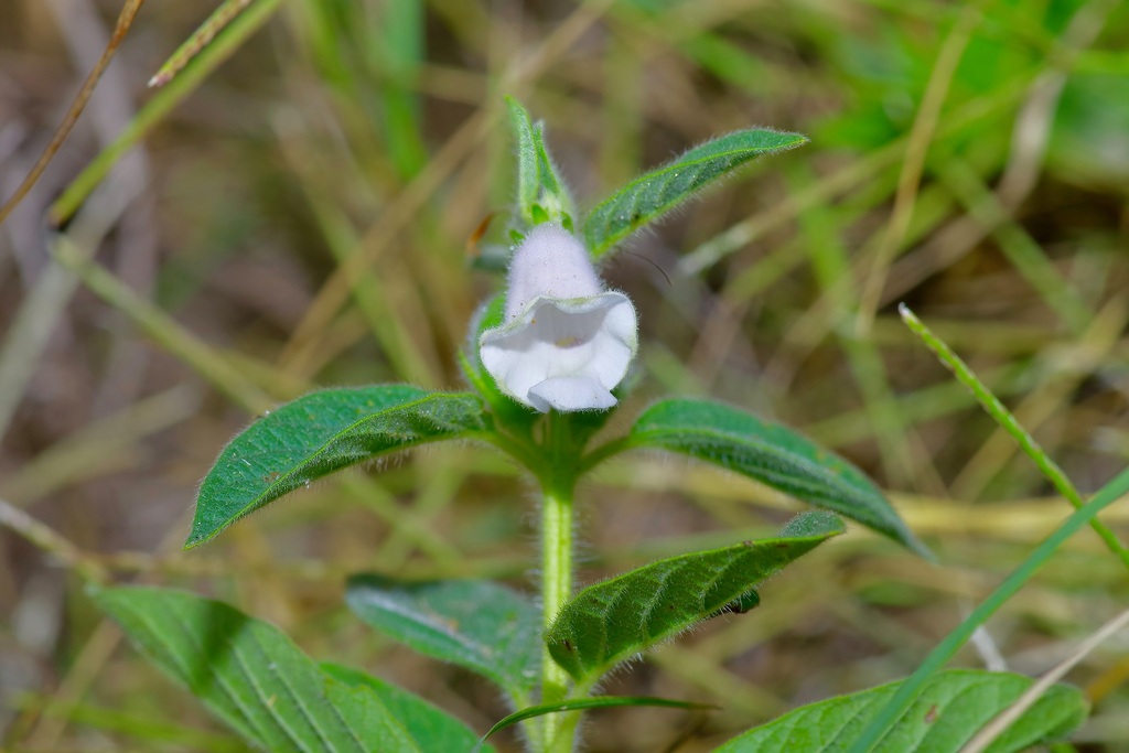 Sesame (Sesamum indicum)