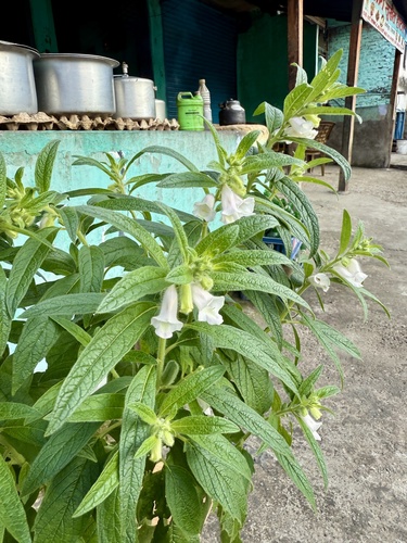 Sesame (Sesamum indicum)