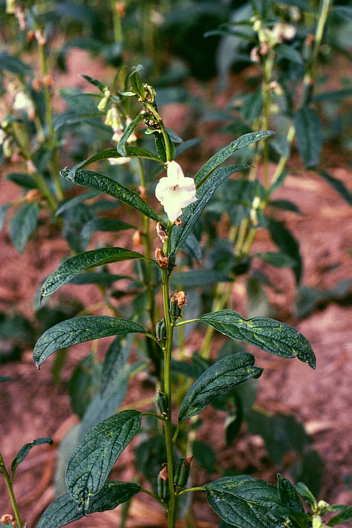 Sesame: Sesamum indicum , Pedaliaceae - Kambodscha/Cambodia, Insel im Mekong bei Kratie