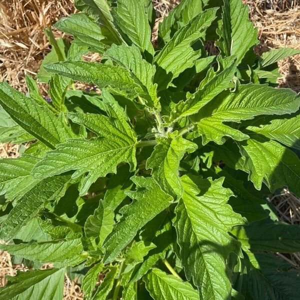 Sesame (Sesamum indicum)