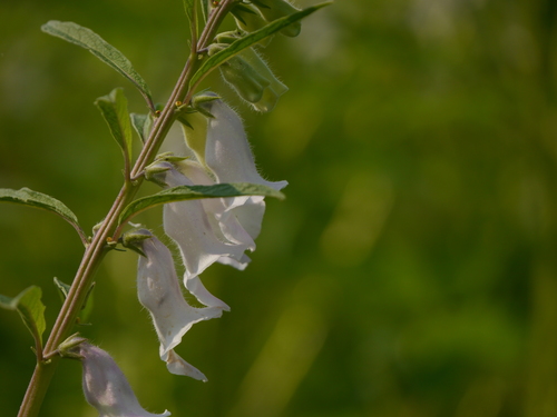 Sesame (Sesamum indicum)