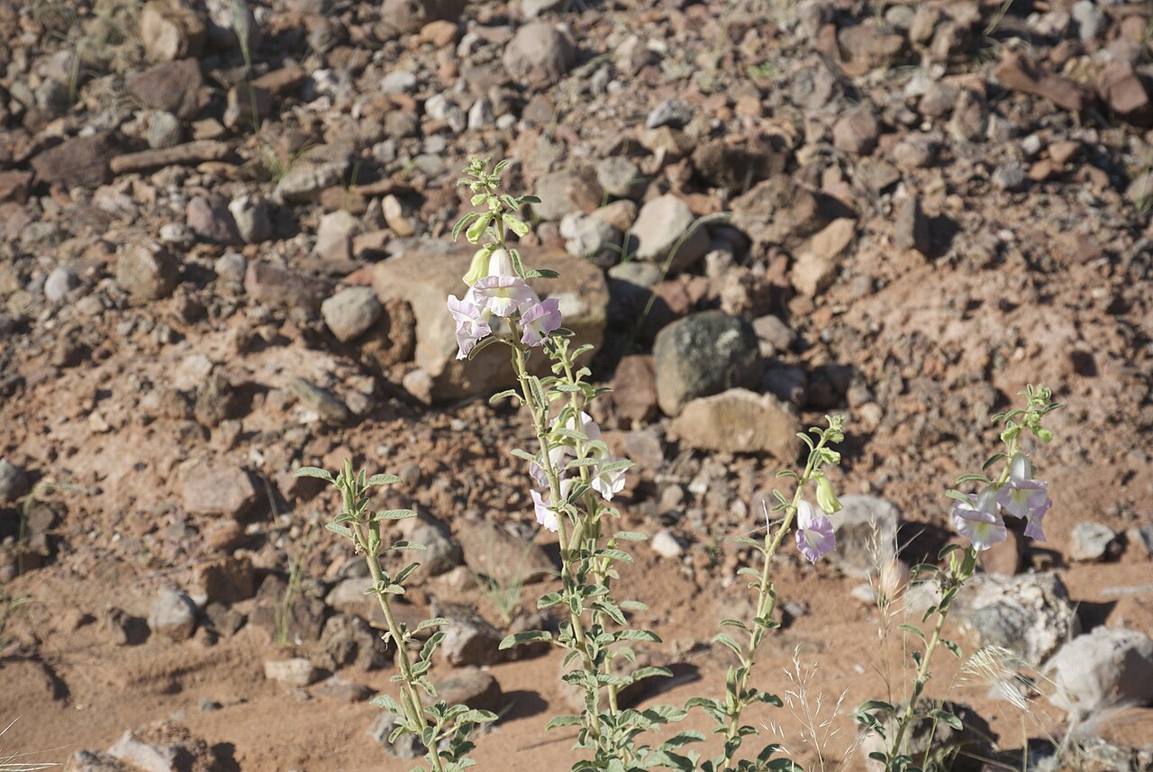 Sesamum marlothii: Plante endémique de Namibie