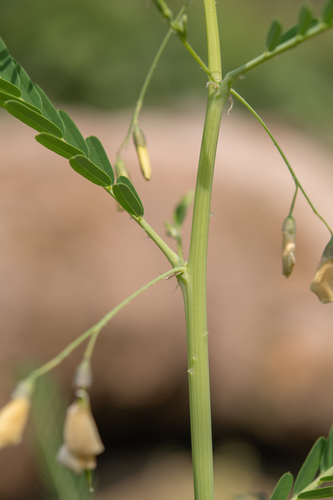 Dunchi fiber (Sesbania bispinosa)