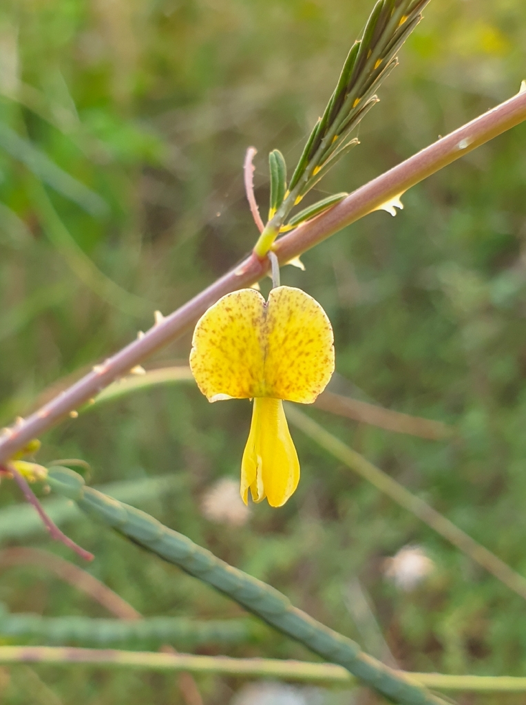 Dunchi fiber (Sesbania bispinosa)