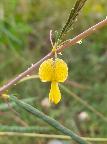 Dunchi fiber (Sesbania bispinosa)