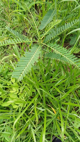 Dunchi fiber (Sesbania bispinosa)
