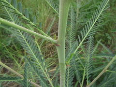 Dunchi fiber (Sesbania bispinosa)