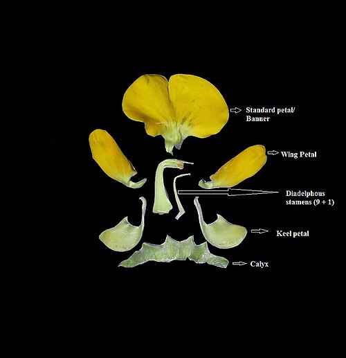 Dunchi fiber: This is the dissected flower of Sesbania bispinosa showing papilonaceous corolla
