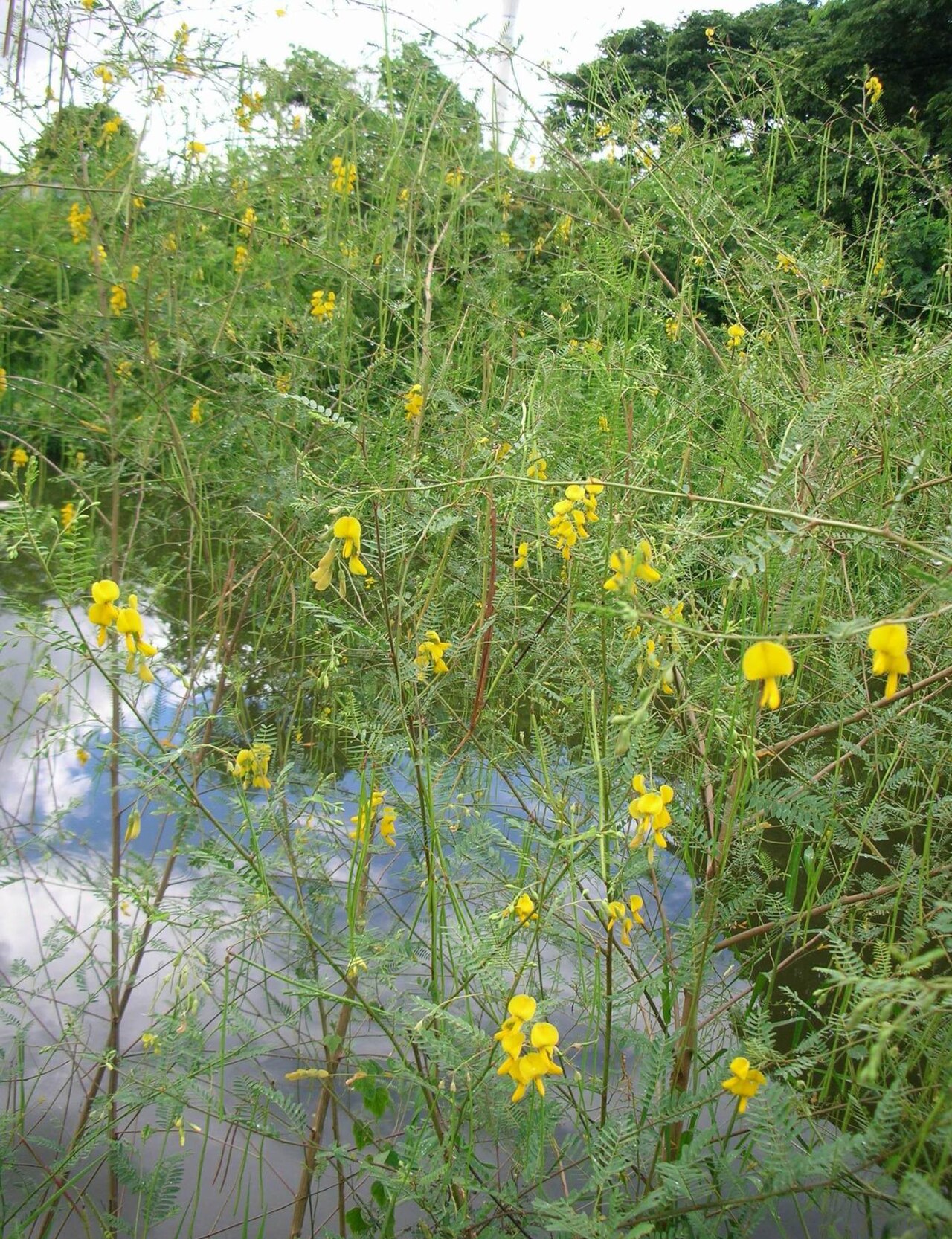 Dunchi fiber: Sesbania bispinosa bush. Ratchaburi Province. Thailand