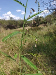Dunchi fiber (Sesbania bispinosa)
