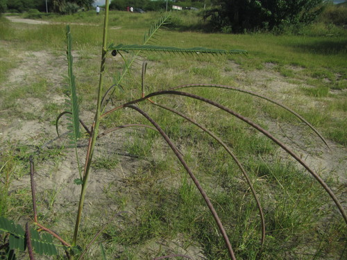 Dunchi fiber (Sesbania bispinosa)