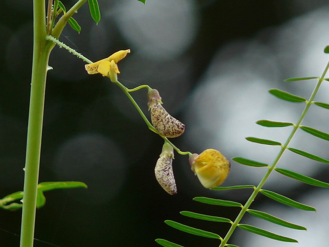 Dunchi fiber: Fabaceae (pea, or legume family) » Sesbania bispinosa ses-BAN-ee-uh -- an old Arabic name by-spin-OH-suh -- two-spined commonly known as : prickly sesban • Assa