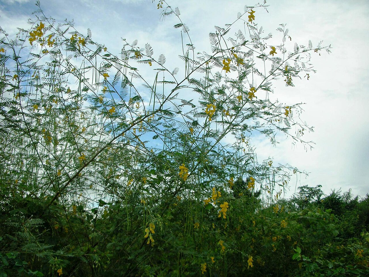 Dunchi fiber: Sesbania bispinosa bush. Ratchaburi Province. Thailand