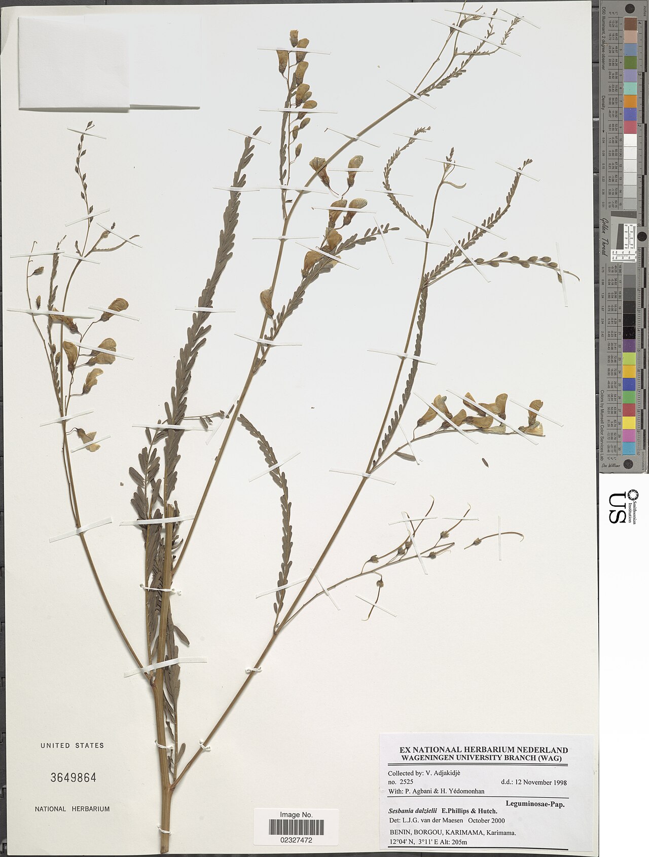 Sesbania dalzielii: * Sesbania dalzielii E. Phillips & Hutch. Object Details Biogeographical Region 22 - West Tropical Africa Collector V. Adjakidjè Min. Elevation 205 Record Last